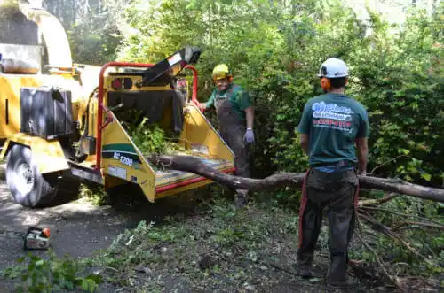 tree services High Springs